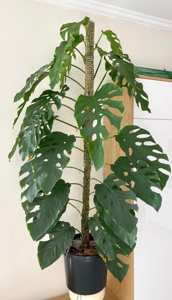 Monstera Dubia Care Tips Light Temperature Water Soil