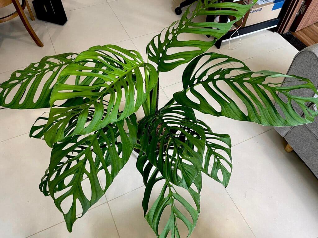 Monstera Esqueleto Tips Care Light Temperature Water Soil