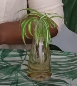 Spider Plant Water Propagation