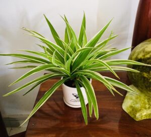 Spider plants guide