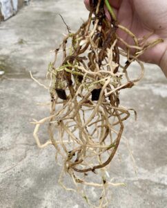 cleaning roots for leca