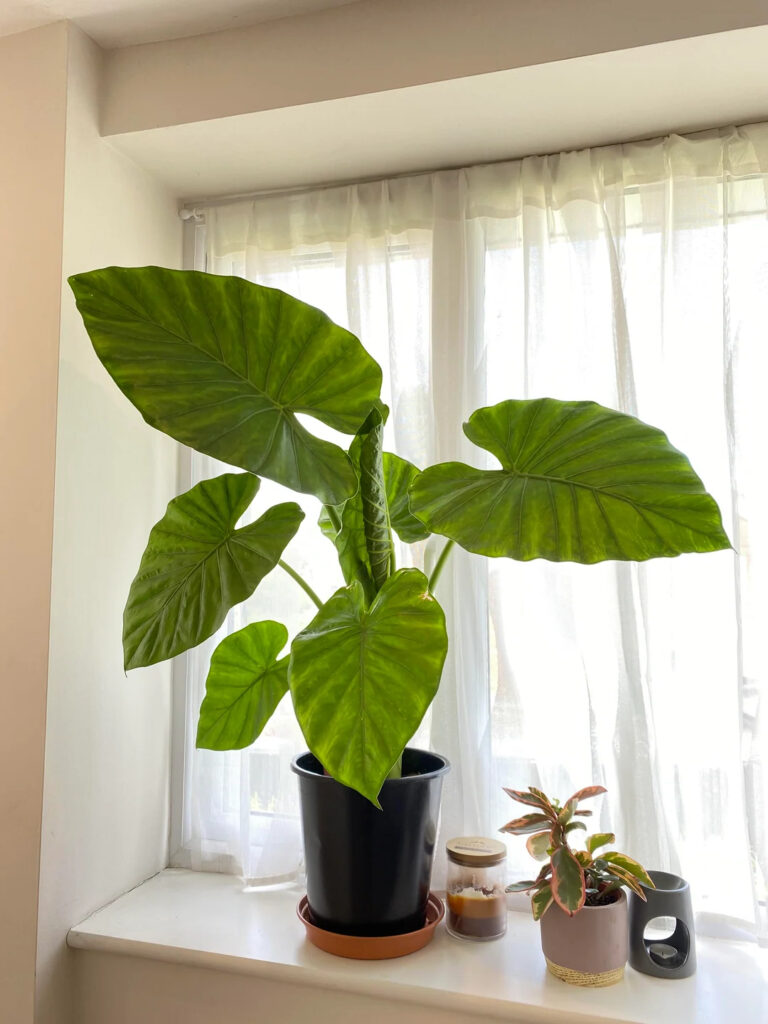 Alocasia Macrorrhiza 4 1