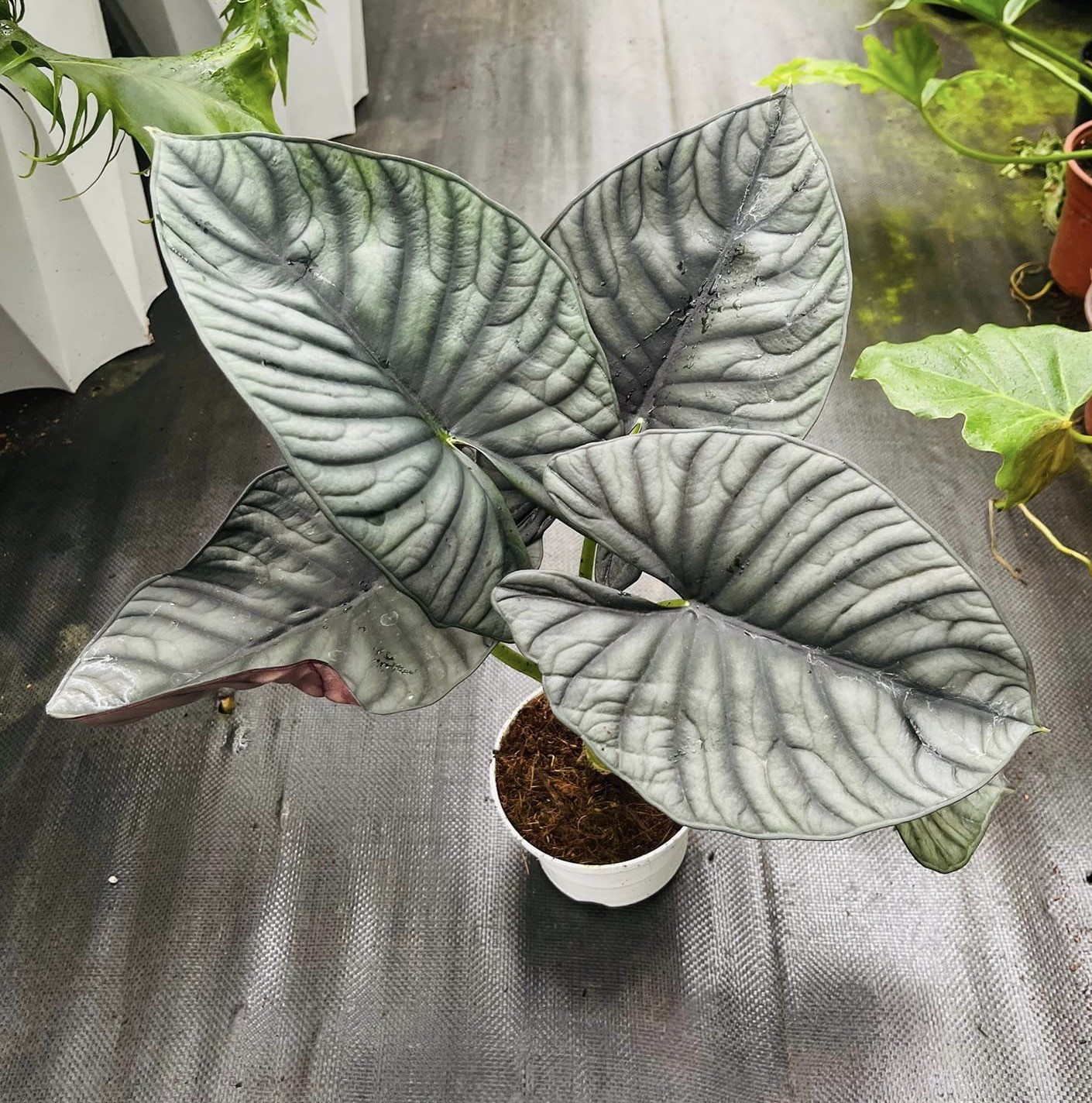 Alocasia Nebula Care Guide 3