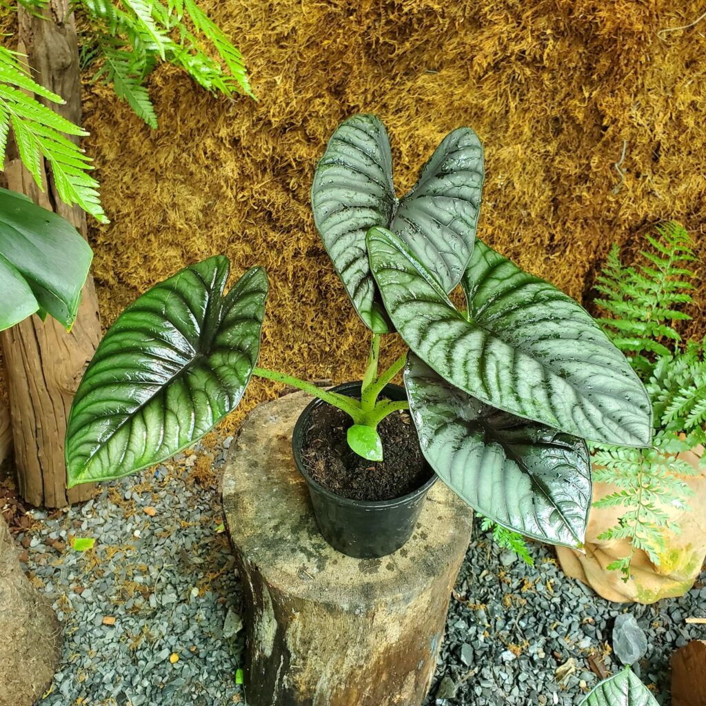 Alocasia nebula