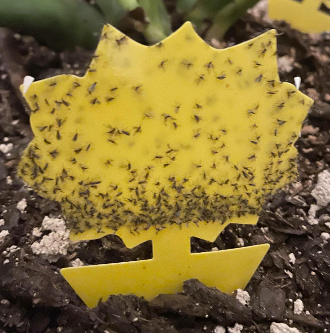 Fungus gnats getting trapped