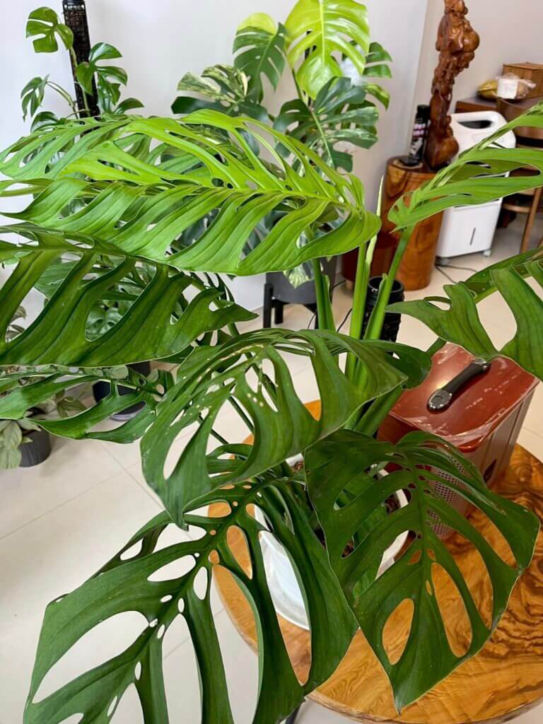 Monstera Esqueleto 3