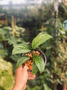 Monstera Karstenianum PERU 2