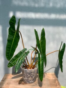 Philodendron Billietiae 1