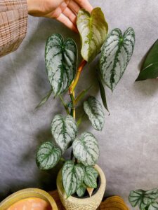 Philodendron Brandtianum 2