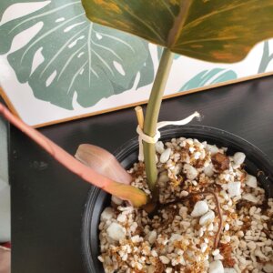 Philodendron Caramel Marble 3
