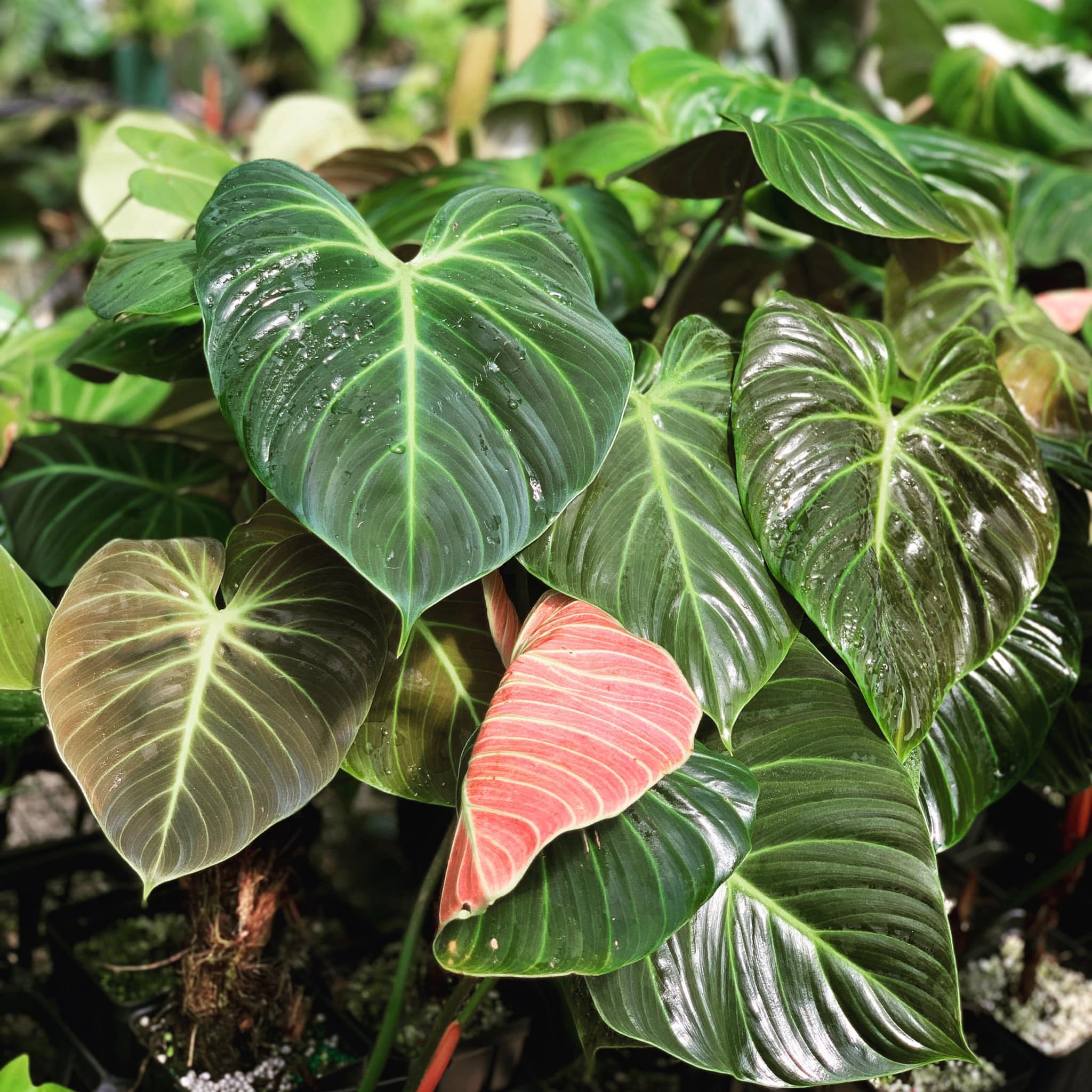 Philodendron El Choco Red 1