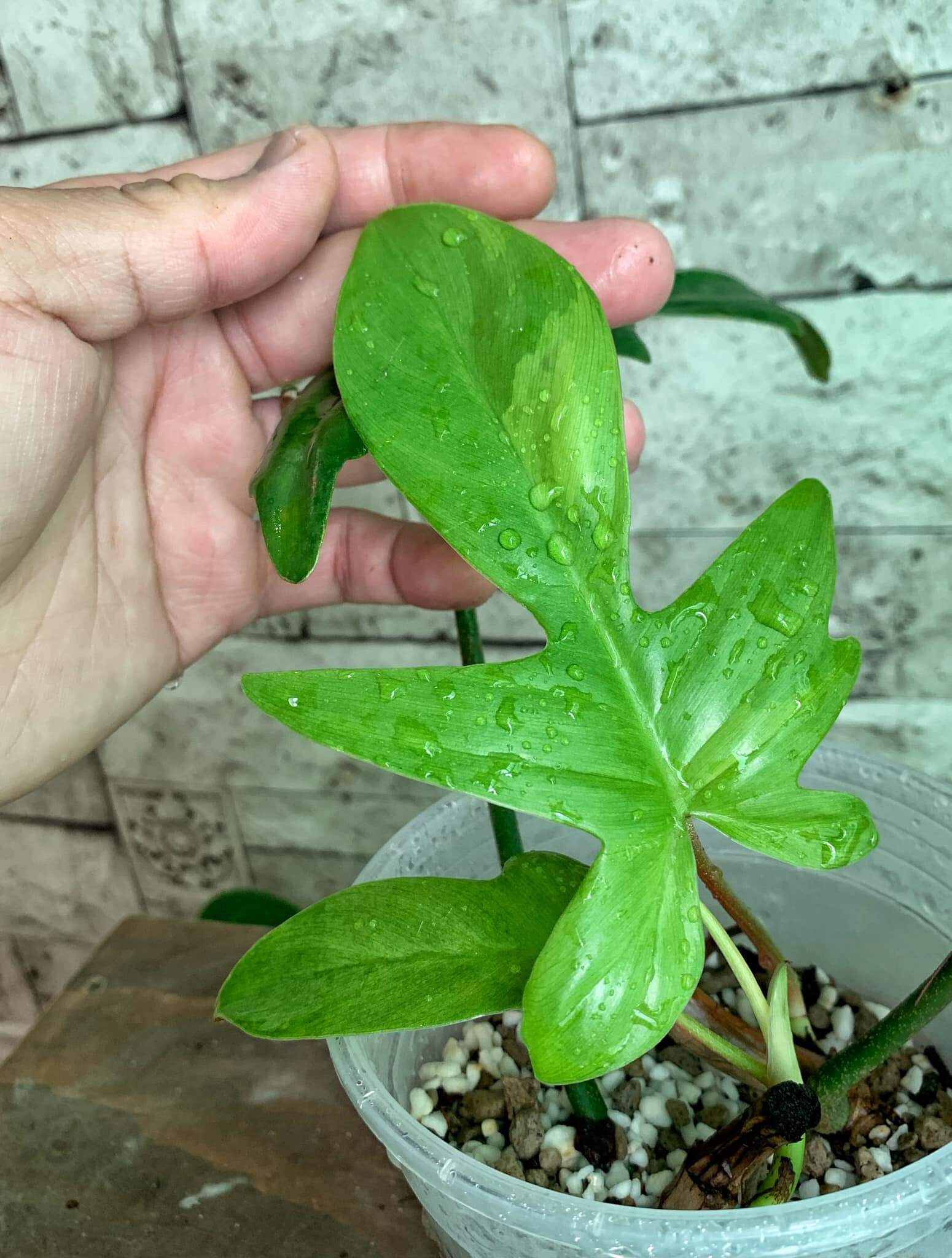 Philodendron Florida 1