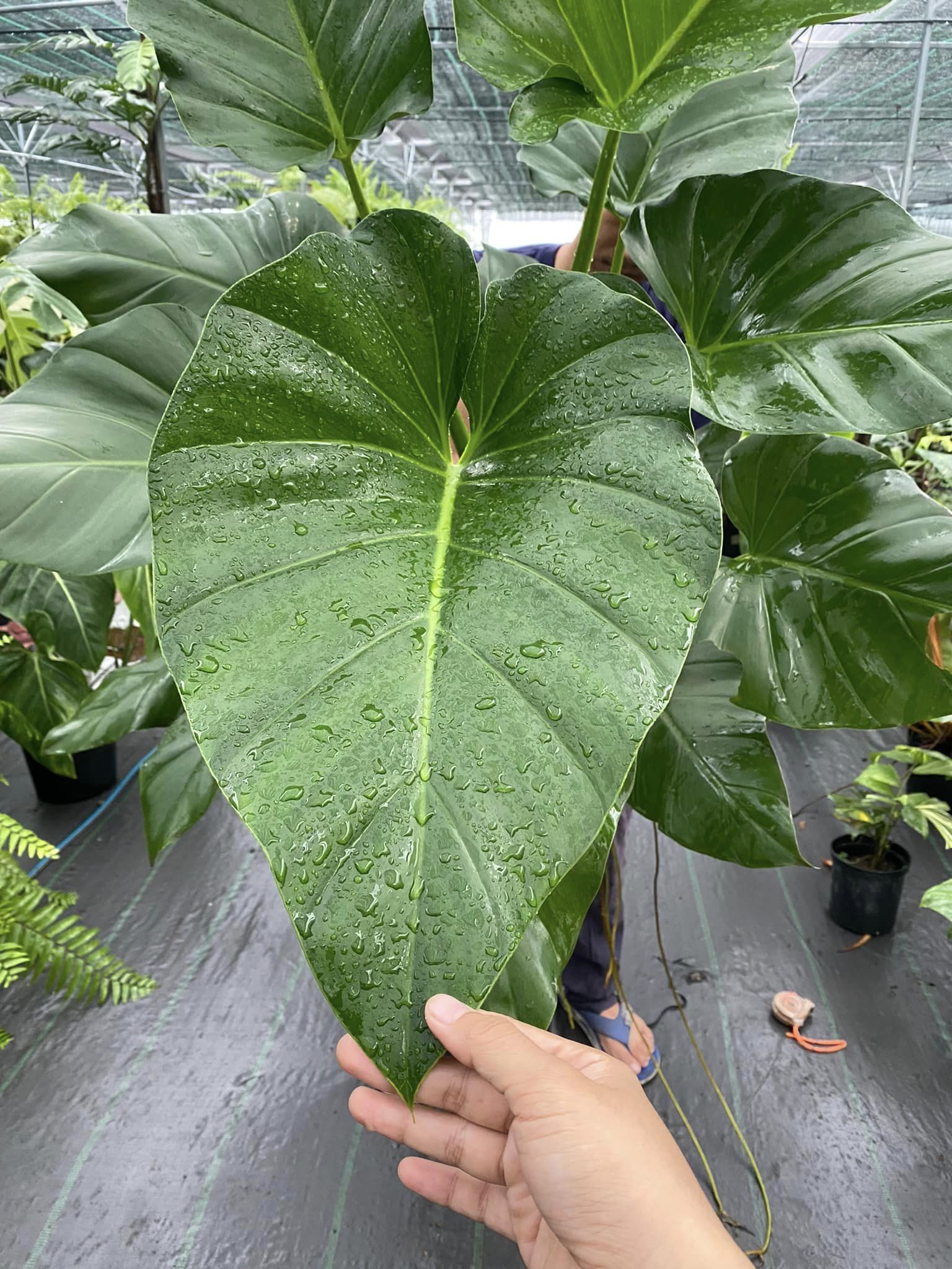 Philodendron Giganteum 1