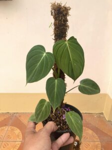 Philodendron Glorious 2