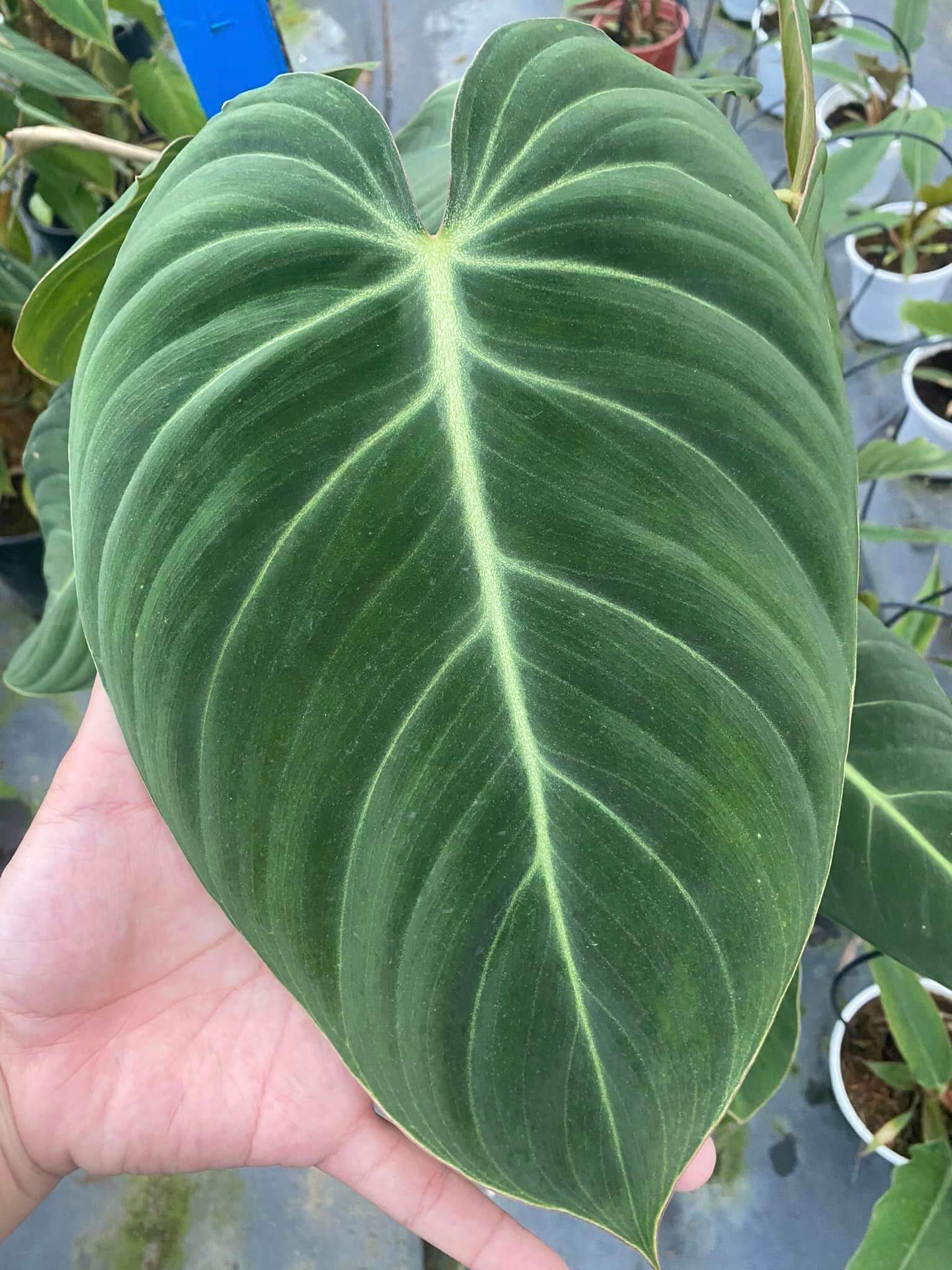 Philodendron Glorious 4