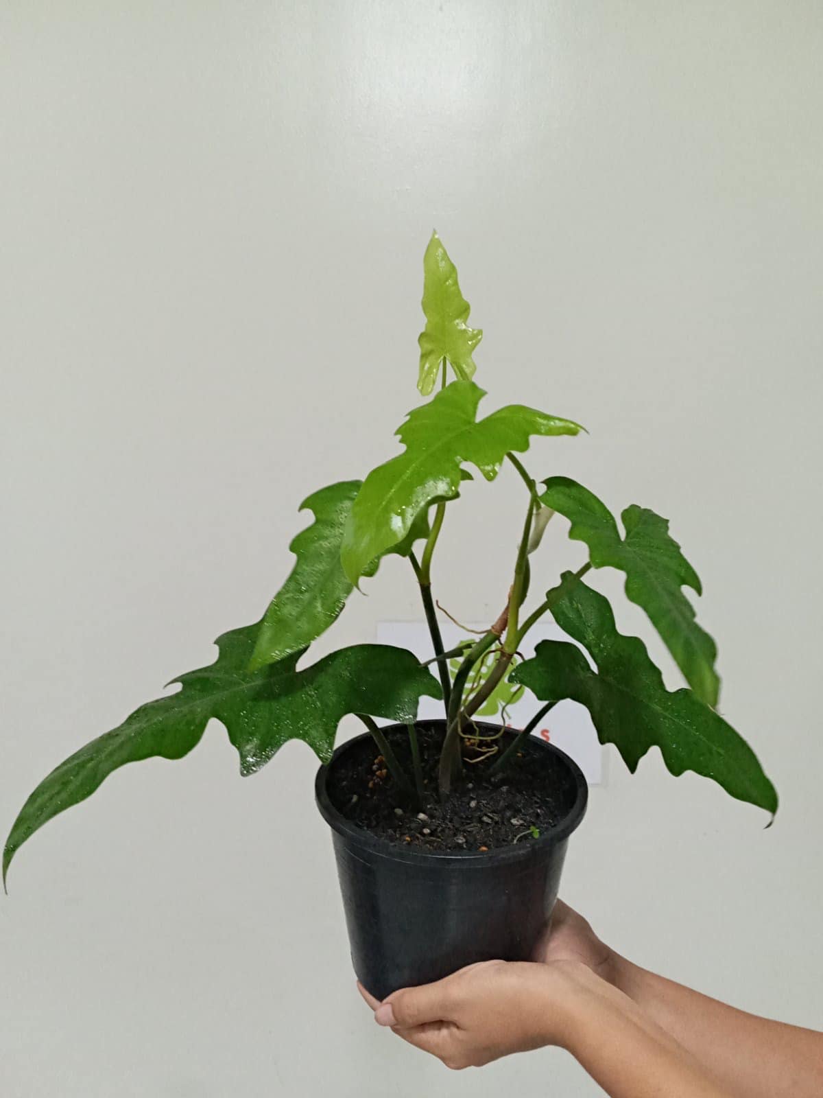 Philodendron Green Dragon 5 1