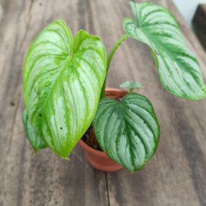 Philodendron Mamei 1
