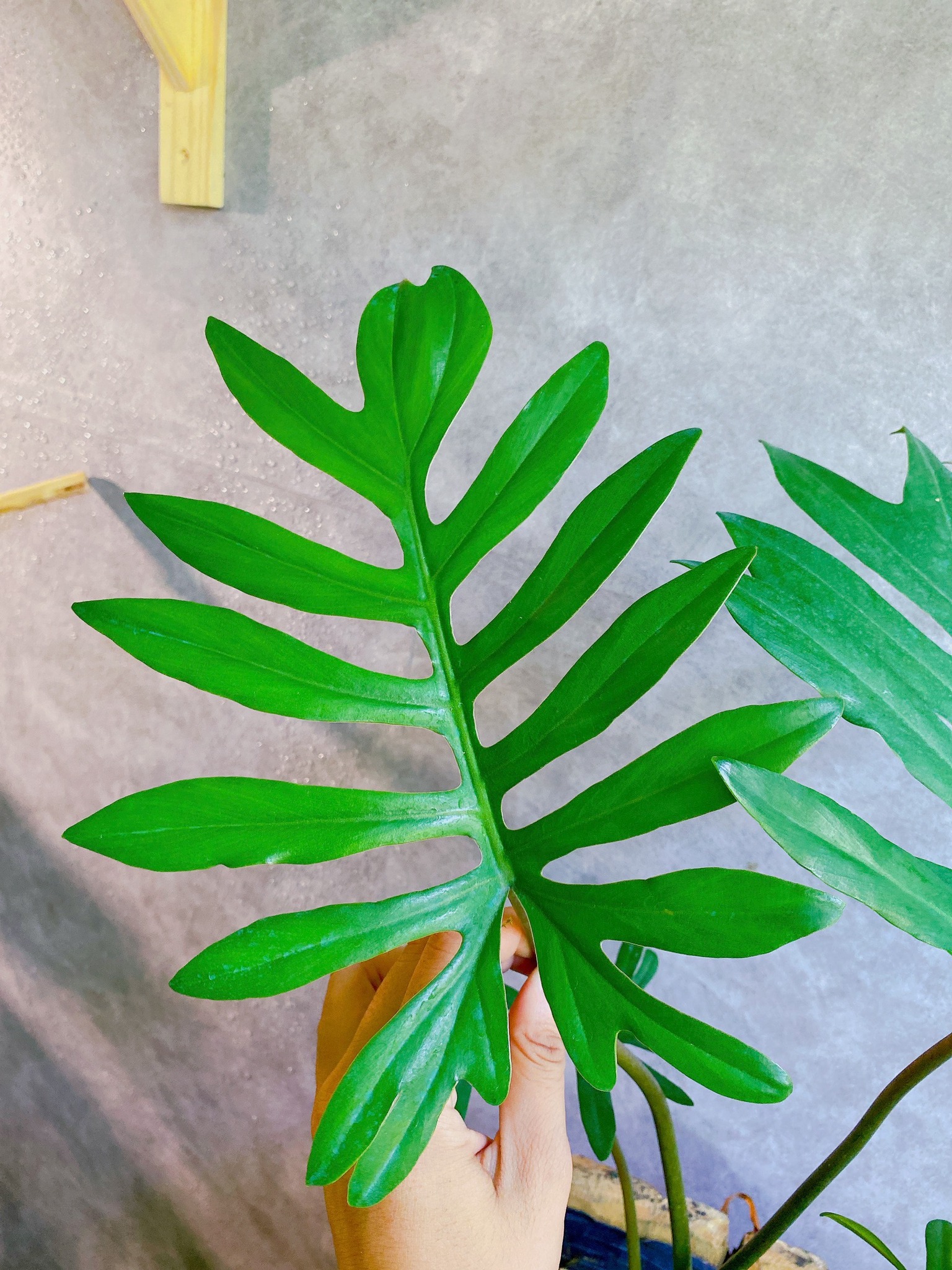 Philodendron Mayoi 1