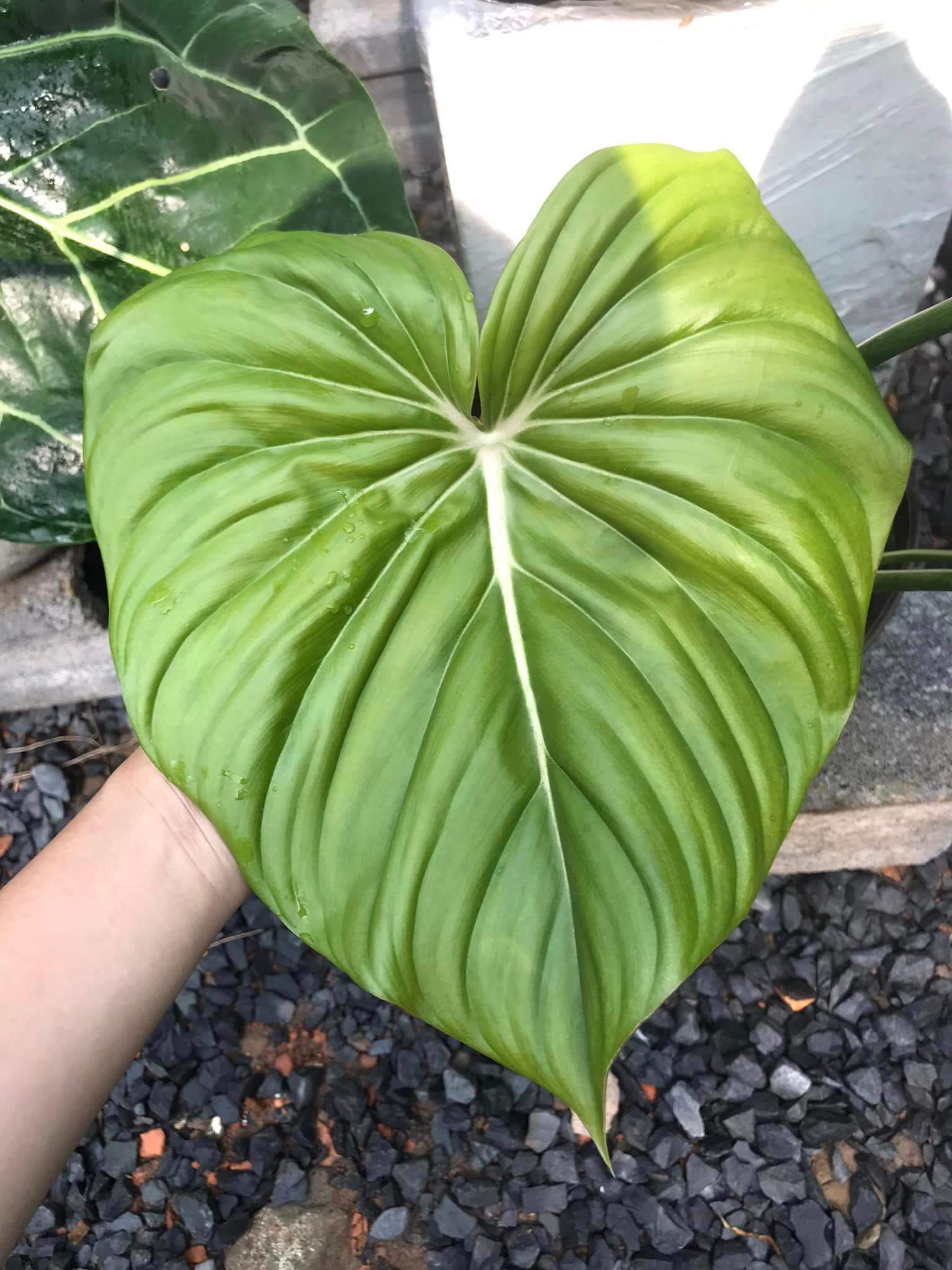 Philodendron Mc Dowell 2
