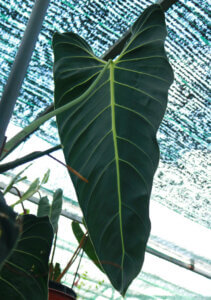 Philodendron Melano 2 1