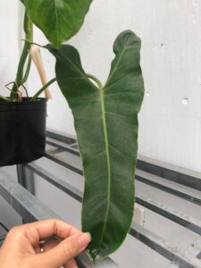 Philodendron Paraiso 1.2