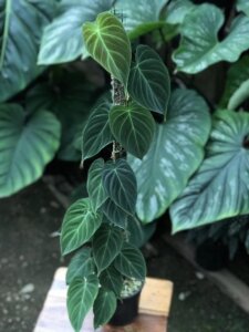 Philodendron Splendid 4 1