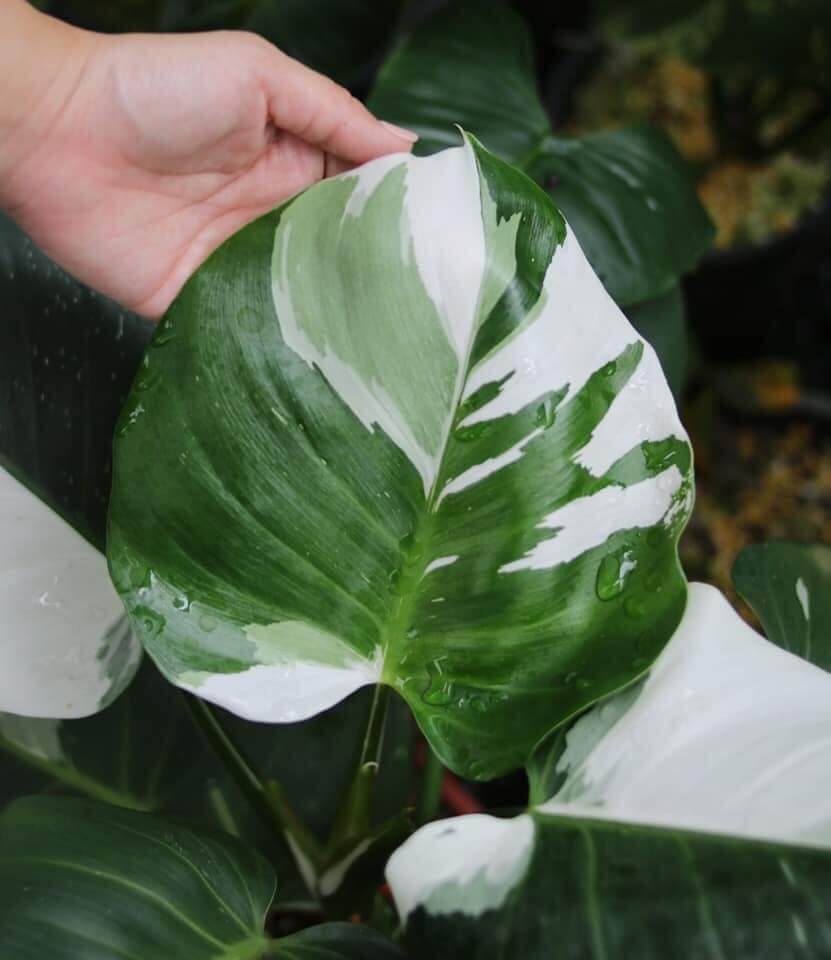 Philodendron White Wizard 5