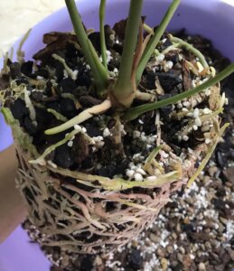 healthy roots in normal soil