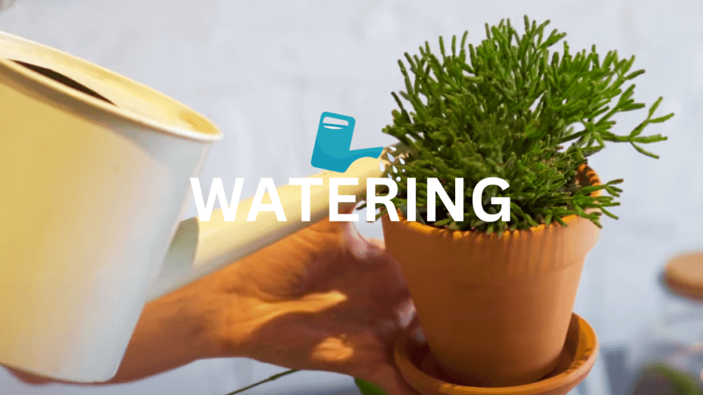 how to water houseplants
