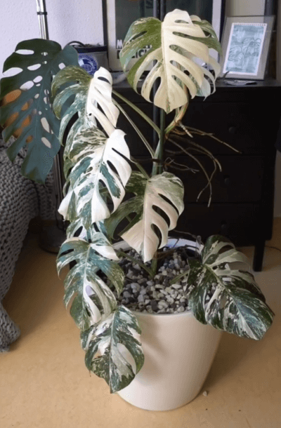 monstera in pon