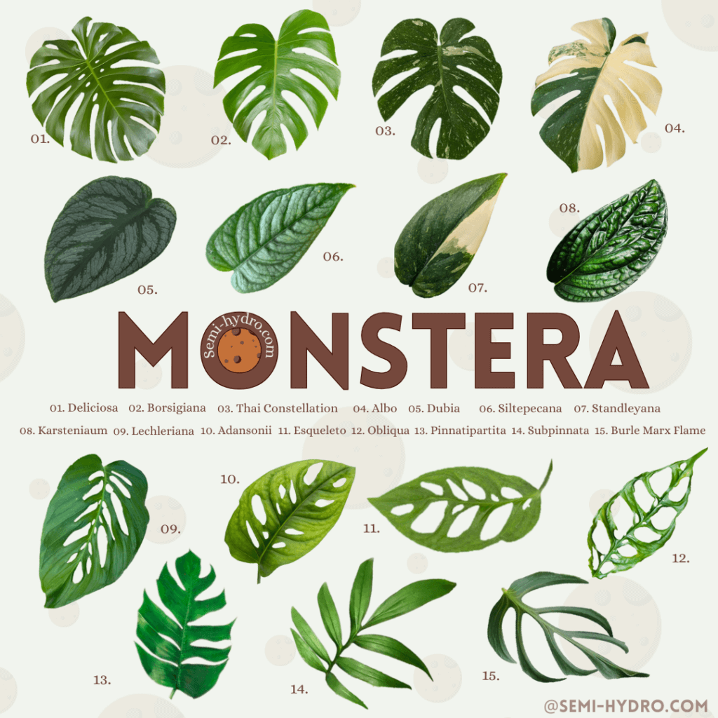 monstera infographic