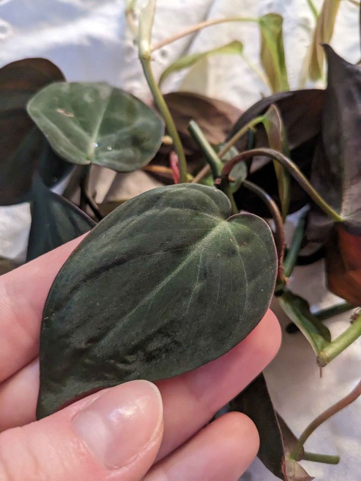 philodendron Micans 2