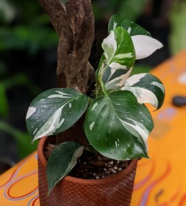 philodendron white wizard
