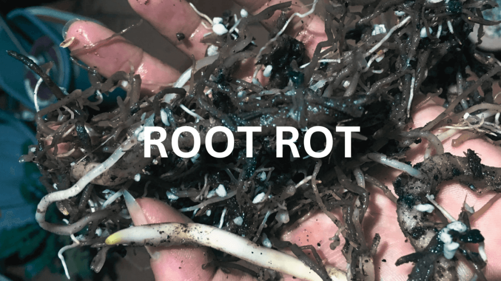 root rots hoseplants