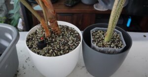 transfer plants to lechuza pon