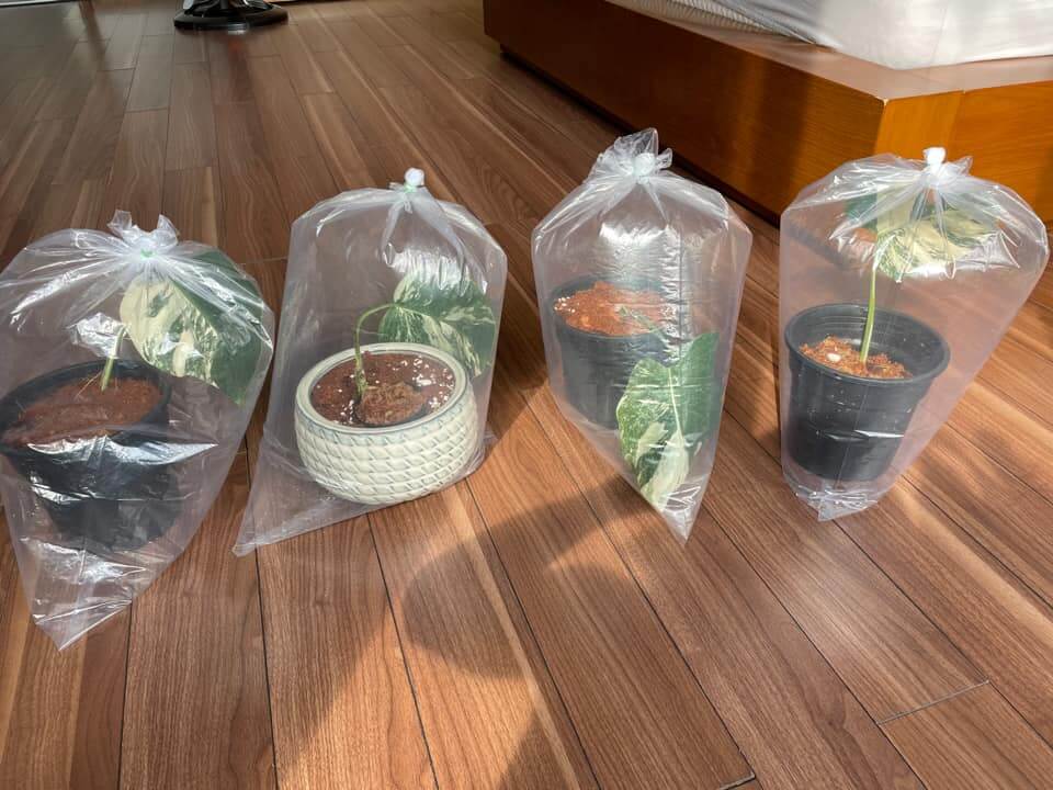 put plants in clear bags